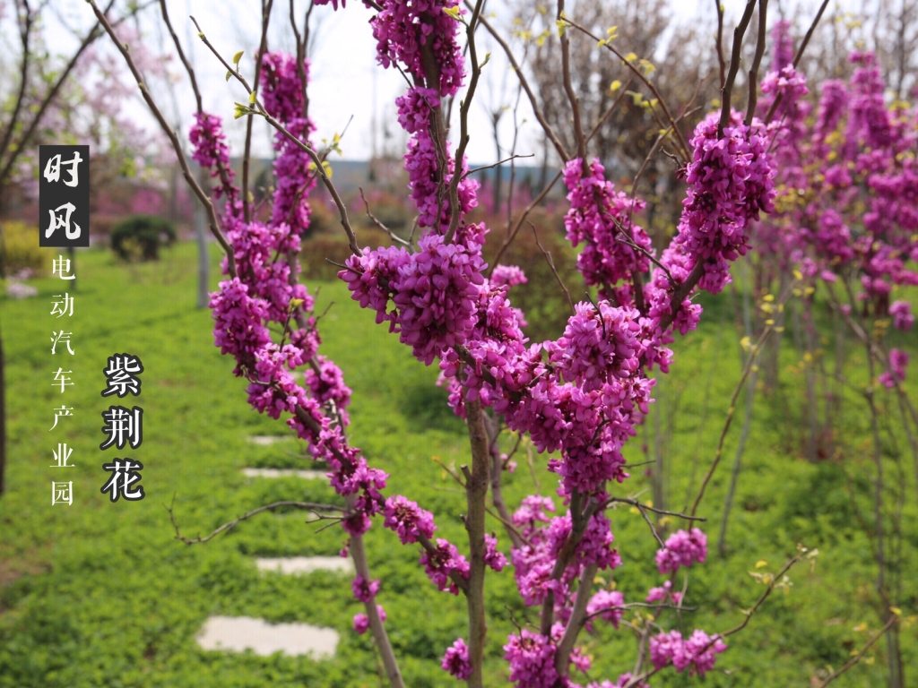 尊龙凯时電動(dòng)產(chǎn)業(yè)園紫荊花